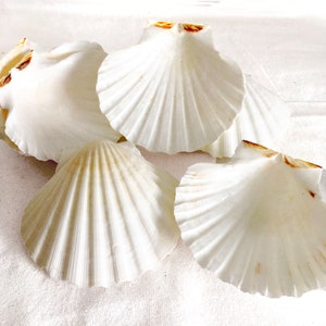 25 or 50 Irish Baking Scallop Shells 3.5-4&quot; Decoupage, DIY Craft Supply, Wedding Decor, Beach Home Decor, Wedding Favors, Mermaid Shell