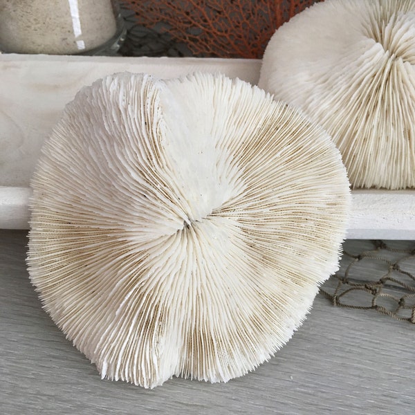 Authentic Mushroom Coral 1-2" [1/3 PC], 3.5-4" [1 PC] | Beach Decor Sea Coral Fungia Repanda Coral | Beach Wedding Table Decor