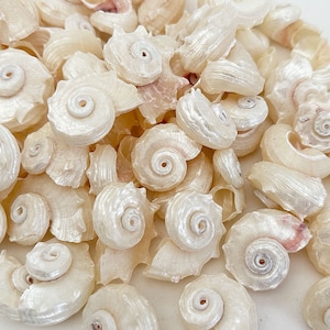 May include: A collection of small, pearlescent white seashells with a spiral design. The shells vary in size and shape, with some showing hints of pink and beige. These natural shells are ideal for crafting and decorative purposes.
