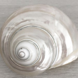 Seashell Large Polished Pearl Turbo Shell [3.5 - 4&quot;] Sold Individually | Beach Decor Weddings | Seashell Decor | Coastal Decor