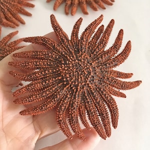 Red Sunflower Starfish 2.75" - 3.25" [1 Starfish], Red Sea Star Starfish, Beach Wedding Decor, Bulk Shell SeaStar, Coastal Nautical Decor