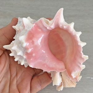 Pink Murex Sea Shell 3 1/4" - 3 3/4" | Pink Mouth Murex Shell | Beach Decor | Nautical Decor | Coastal Decor
