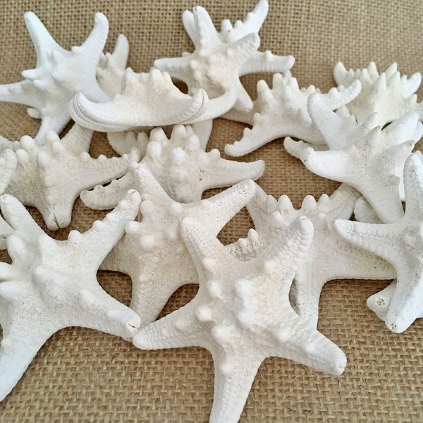 White Knobby Starfish 2-2.5" [10 Pcs] Beach Decor, Nautical Decor, Craft Supply, Wedding Armored Knobby Starfish