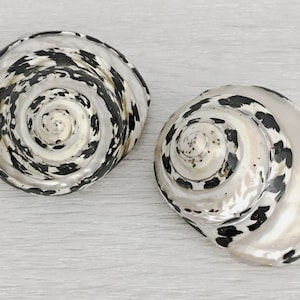 Polished Banded Arapica Turbo Shell [2-2.25&quot;] 1 Shell, Coastal Seashell Decor