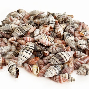 Striped Miter Shells: Beach Decor, Vase Filler, Craft Supplies (1/2-1 1/4&quot;)