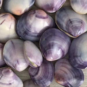 Purple Clam Shell Pairs 1&quot; - 1 3/4&quot; [2 or 4 PCS], Seashells, Beach Wedding Decor, Coastal Decor, DIY Craft Shell, Home Decor