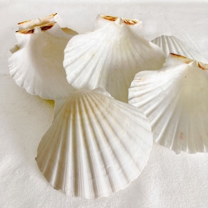 May include: A collection of white scallop shells with a ribbed texture. The shells have a natural, organic appearance, with subtle variations in color and shape. Some shells have light brown accents near the hinge.