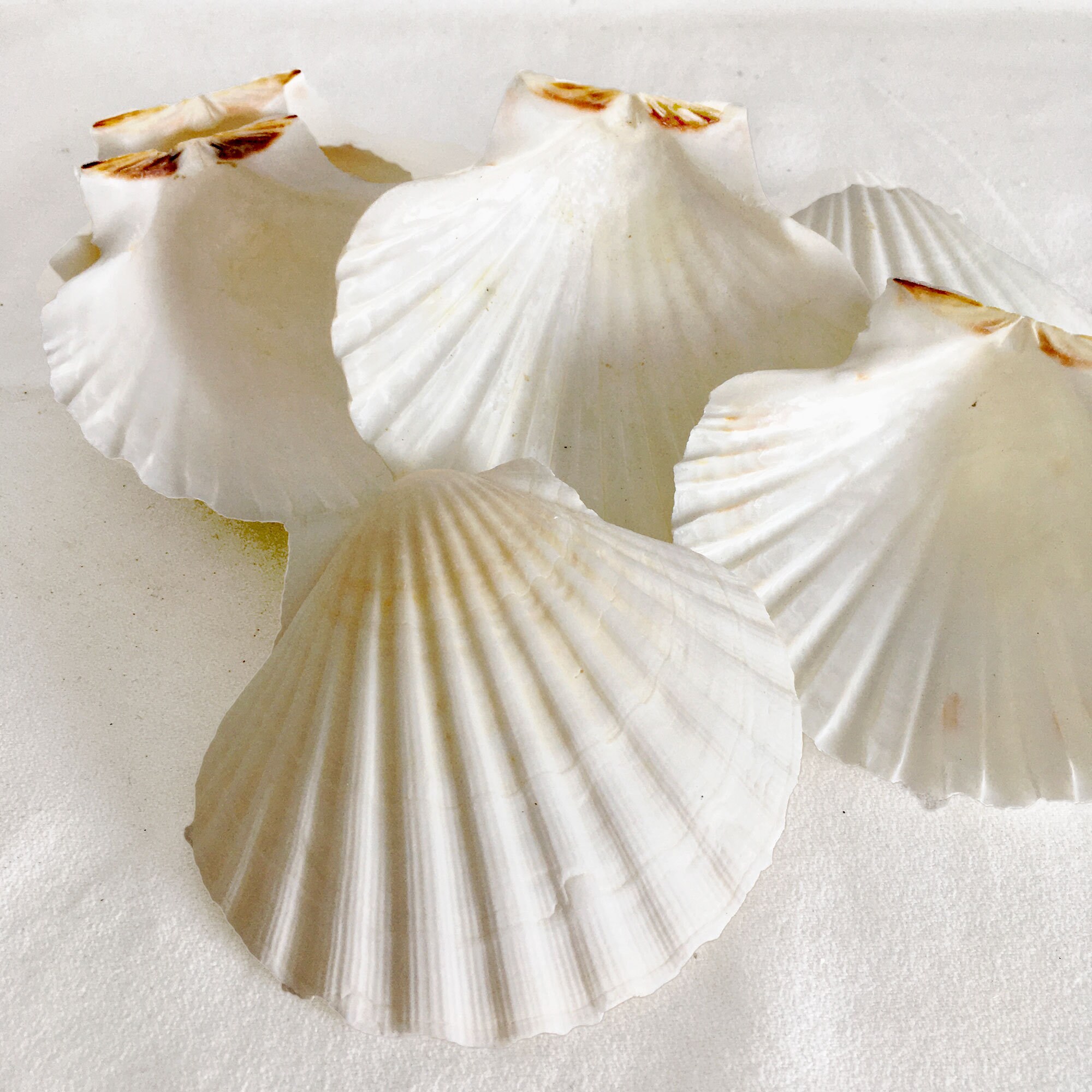 20 Scallop Shells, Craft Shells, Decoupage Shells, Painting, Shells, Craft  Shell Supplies, Shells for Crafts, Bulk Shells, Shell Crafts 