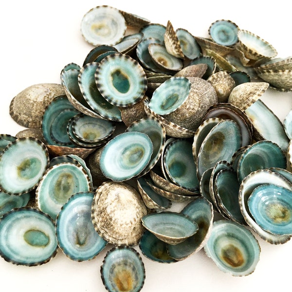 Aqua Green Limpet Seashells [25/50 PCS] | Crafting Shells | Beach Wedding Decor | Coastal Decor | DIY Limpet Frame | Bulk Aqua Limpets