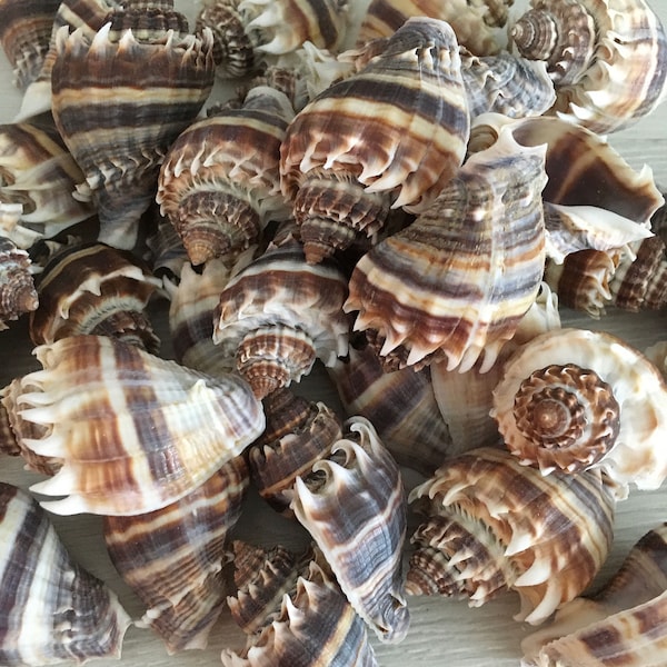 Crown Conch Shells Etsy