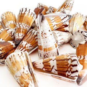 May include: A collection of cone-shaped seashells with brown and white markings. The shells are arranged in a pile on a white background.