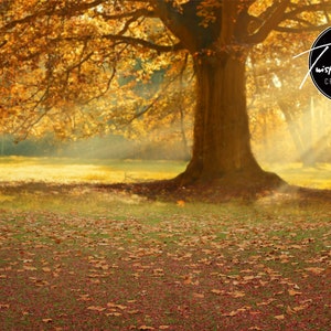 Autumn Tree - Digital Background