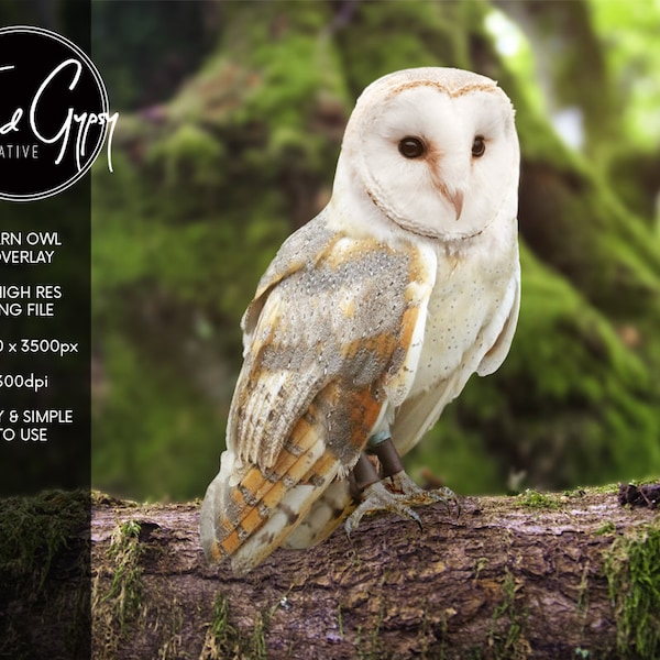 Barn Owl Overlay - PNG Digital Overlay for Photographers