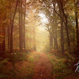 Magic Forest Collection-3 Digital Backgrounds!