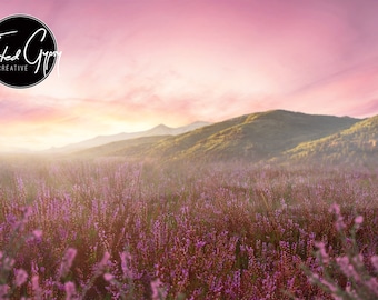 Lavender Flower Field Digital Backdrop/background - Etsy