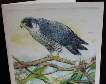 Peregrine Falcon on Rhododendron greeting card. Print from original watercolor, 5 by 7, blank inside