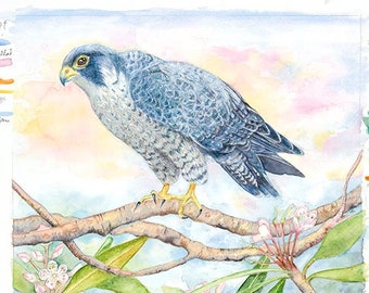 Peregrine Falcon on Rhododendron, 9 by 12 Giclee print of my original watercolor painting