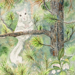 White Squirrel / Black Pine Giclee Print from original watercolor image 1