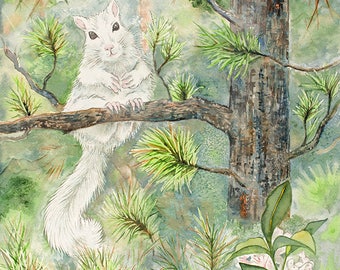 White Squirrel / Black Pine -- Giclee Print from original watercolor