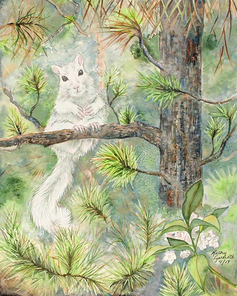 White Squirrel / Black Pine Giclee Print from original watercolor image 1