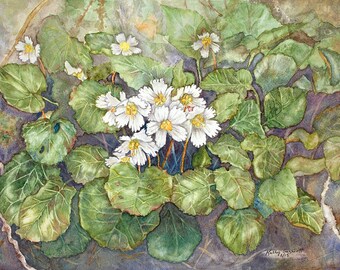 Oconee Bell flower print 9 X 12, giclee reproduction of original watercolor, printed on watercolor paper