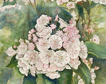 Mountain Laurel watercolor print