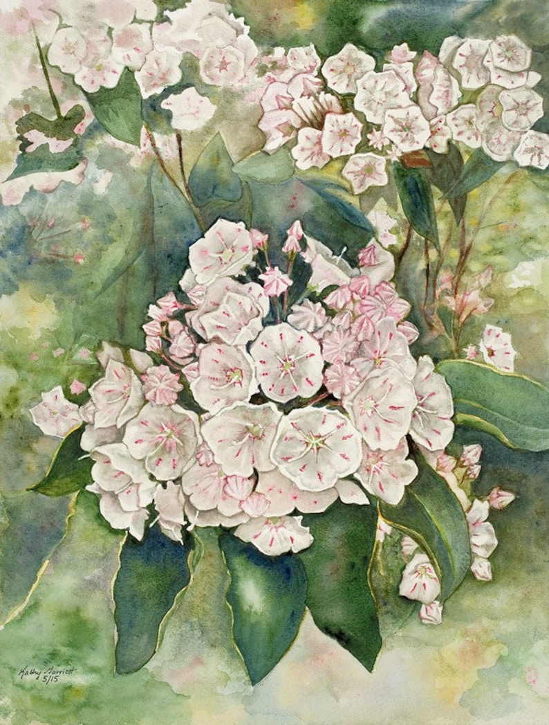 Mountain Laurel Watercolor Print Etsy