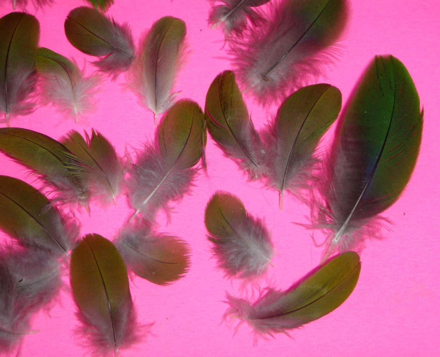 Bird Feathersparrot Art Lot of 25 Pionus - Etsy