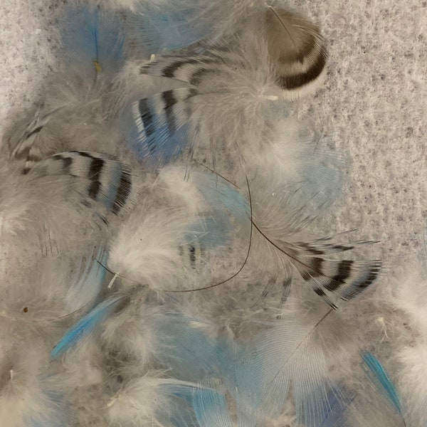 Cruelty Free Feathers Etsy