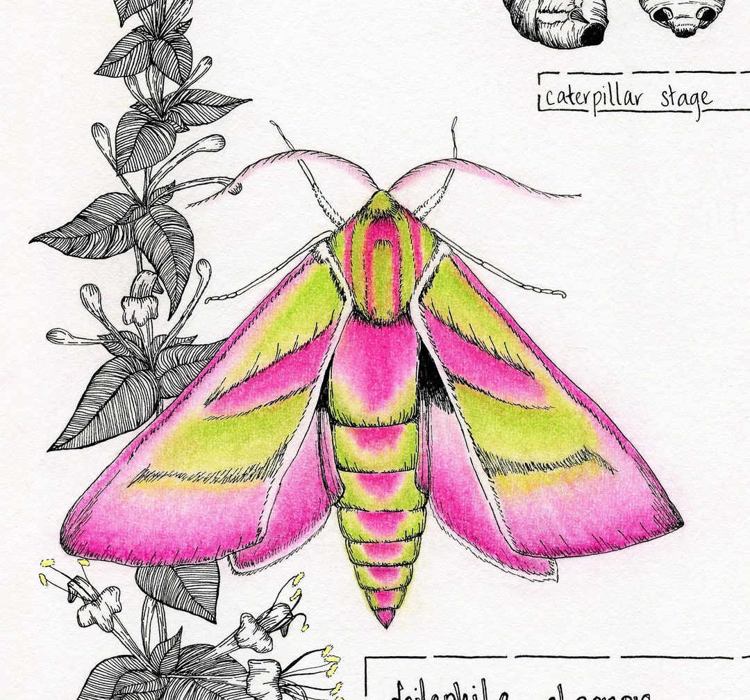 Elephant Hawk Moth Fine Art Print Goblincore Decor Dark Cottagecore ...