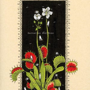 May include: Illustration of a Venus flytrap with red traps and green leaves, accompanied by white flowers and small ghost-like figures. The text "Barnacles and Moss" is centered on a black background, framed by a decorative border.