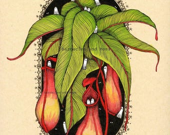 Pitcher Plant Fine Art Print | Botanical Illustration | Pitfall