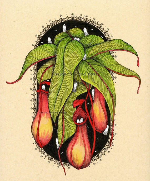 Pitcher Plant Fine Art Print | Botanical Illustration | Pitfall