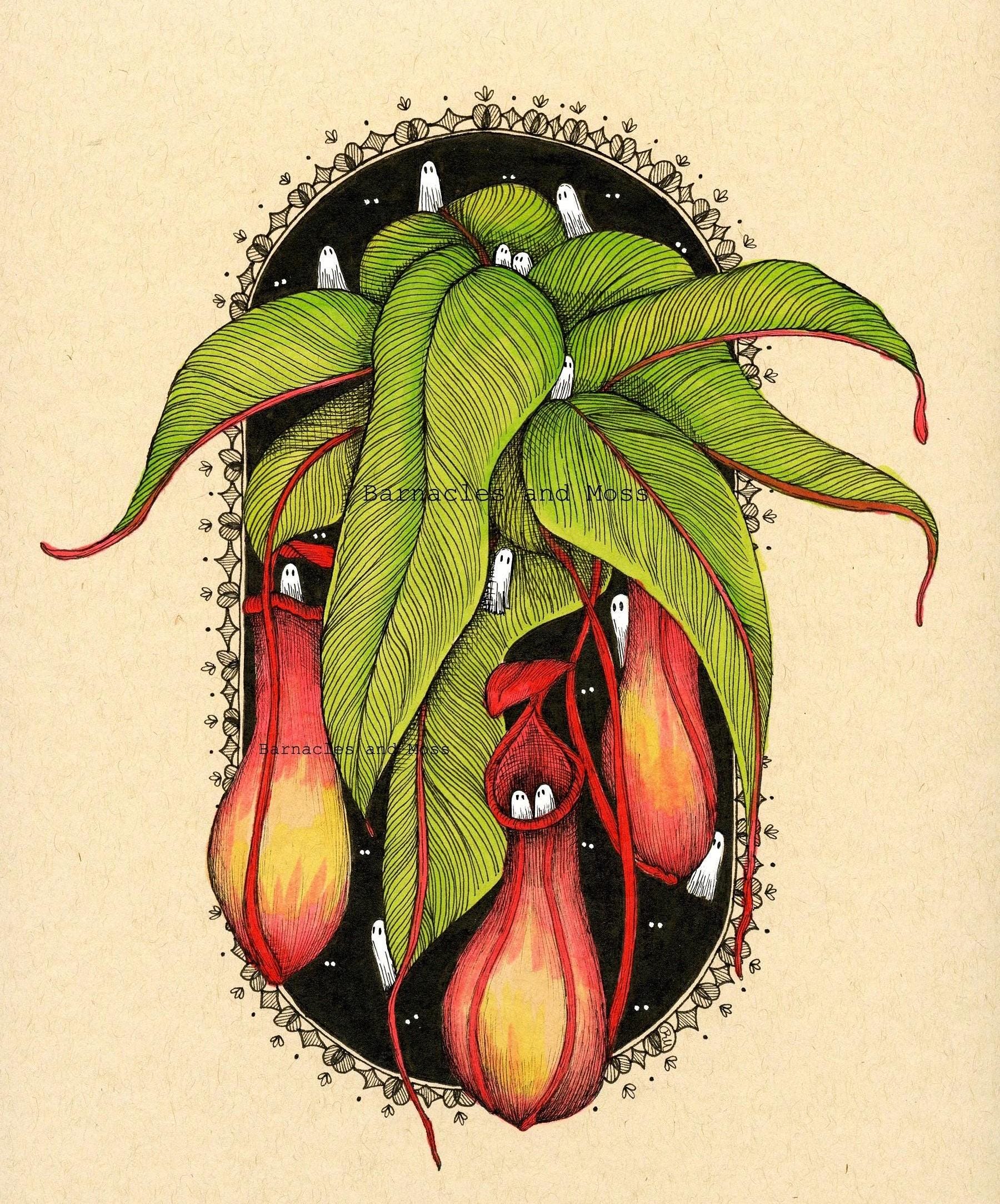 Pitcher Plant Fine Art Print | Botanical Illustration | Pitfall