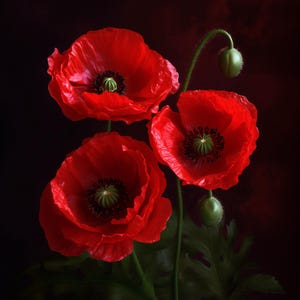 Impresión en lienzo de amapolas rojas: arte floral espectacular para la pared