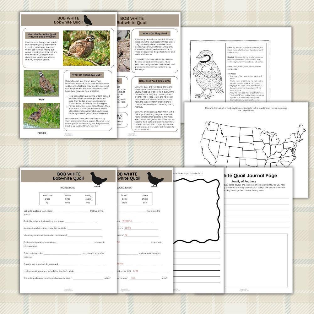Quail Activity Bobwhite Quail Activity Pack: Homeschool Printable Worksheets (PDF ...