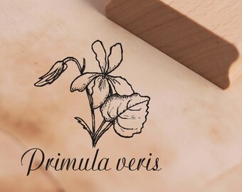 Stempel Primula veris - Veilchen Motivstempel ca. 38 x 38 mm • Holzstempel Scrapbooking Kinderstempel Lehrer Schule • Pflanze Schlüsselblume