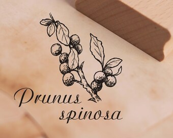 Stempel Prunus spinosa - Schlehe Schlehdorn Schwarzdorn - Pflanze Motivstempel - ca. 38 x 38 mm - Scrapbooking Holzstempel - Apotheke