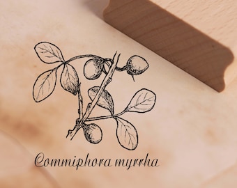 Stamp Commiphora myrrha - Myrrh Motif Stamp approx. 48 x 48 mm - Scrapbooking Wood Stamp Embossing - Plant Medicinal Plant Botanical Nature