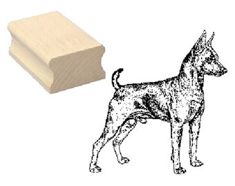 Rehpinscher Tysk Pinscher 2019 11 28