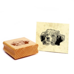 Timbro con motivo Nederlandse Kooikerhondje timbro cane timbro in legno 48 x 32 mm - idea regalo proprietario del cane fan del cane regalo per amante dei cani