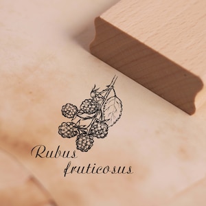 Stempel Brombeere - Rubus fruticosus Motivstempel ca. 38 x 38 mm • Holzstempel Scrapbooking Embossing Latein Schule Natur Gärtner Gärtnerei