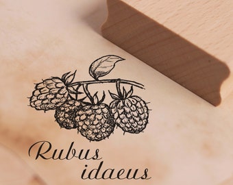 Timbre framboise - Rubus idaeus Timbre de motif environ 38 x 38 mm • Poinçonnage en bois Scrapbooking Embossing Latin École Nature Jardinage