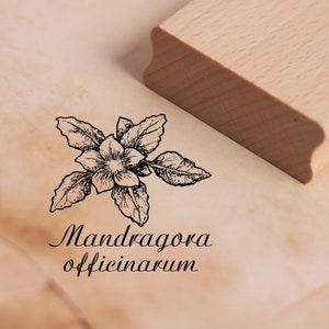 Motif timbre mandragore - Mandragora officinarum timbre 38 x 38 mm - timbre bois scrapbooking gaufrage artisanat timbres jardin botanique plante