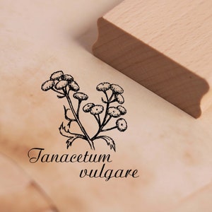 Motif timbre tanaisie - Tanacetum vulgare - timbre wormweed 38 x 38 mm - timbre bois scrapbooking timbres gaufrage artisanat cadeau