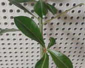 Desert rose plants Unique twisted trunk double stem, adenium, red white blooms