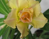 Desert rose plant, fat caudex, 3 double yellow Adeniums, live succulent seedlings, great gift idea