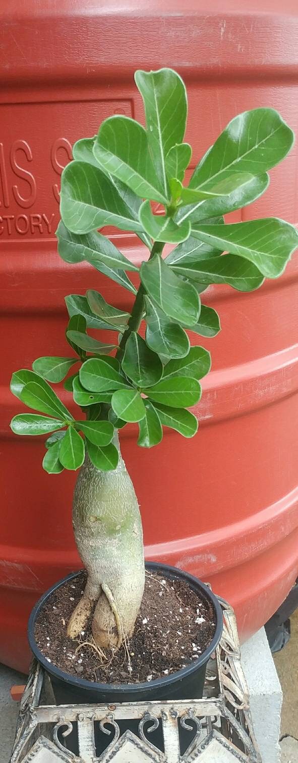 Desert rose plant adenium live cactus succulent bonsai plant Etsy