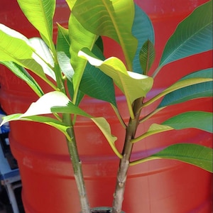 May include: A potted plant with vibrant green leaves and stems. The leaves are a mix of light and dark green, with some sections illuminated by sunlight. The pot is a light green color, and the background is a red-orange.
