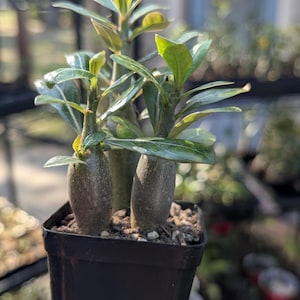 Desert rose plants, Free shipping,  3 adenium succulents, fat rooted caudex, three seedlings